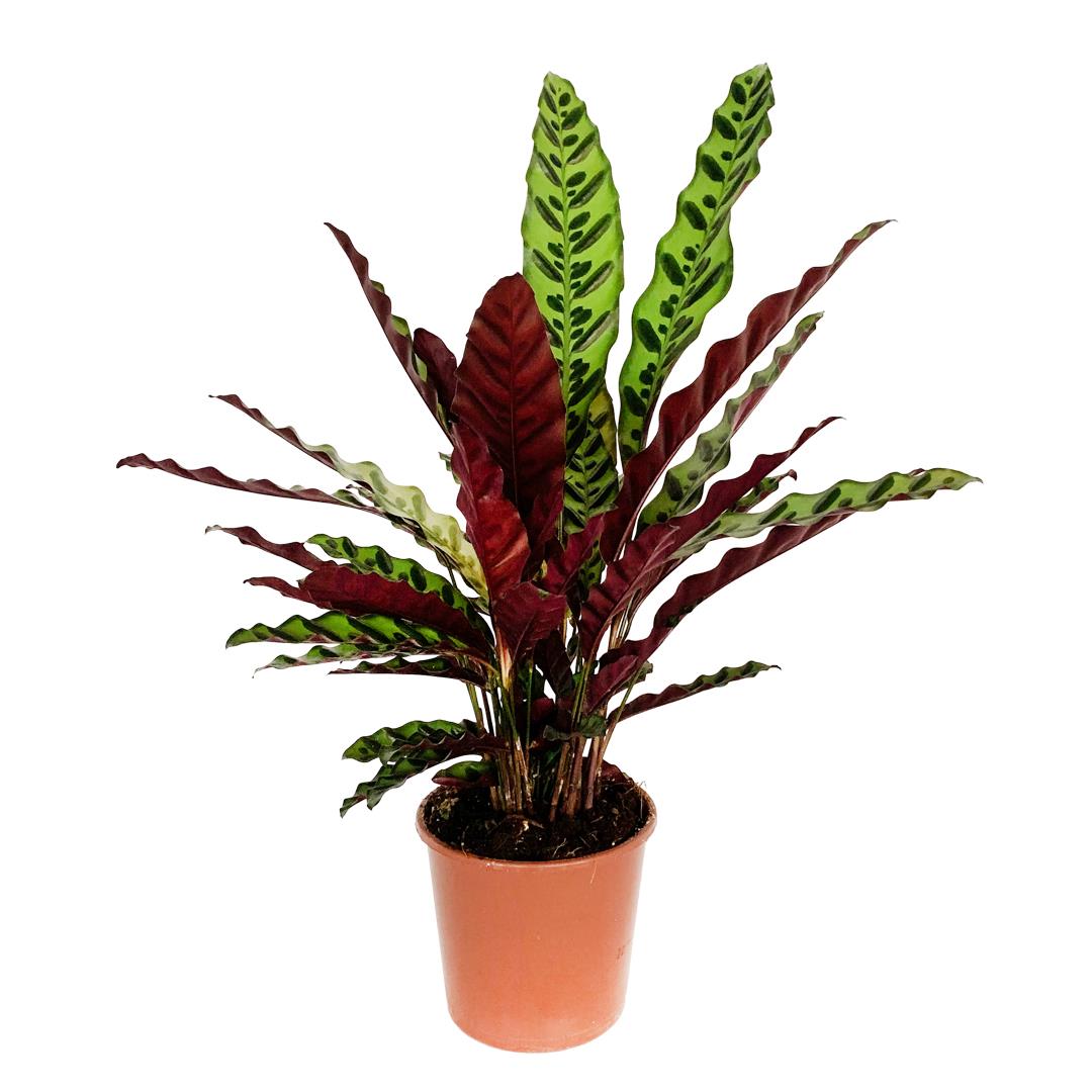 Calatéia Lancifólia – Calathea lancifolia (vaso 14cm)