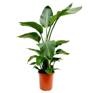 Streliztia Nicolai - Vaso 24