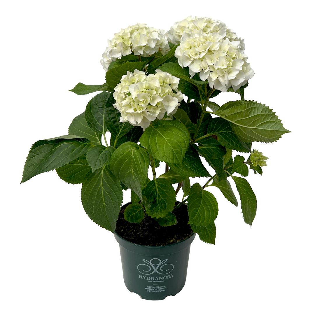 Hydrangea Branca – Vaso 17