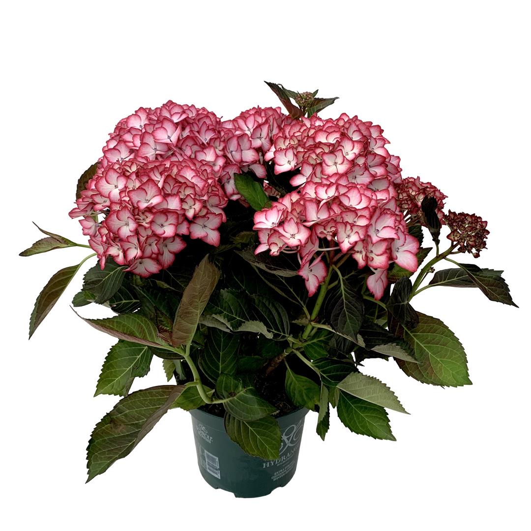 Hydrangea Rosa – Vaso 17
