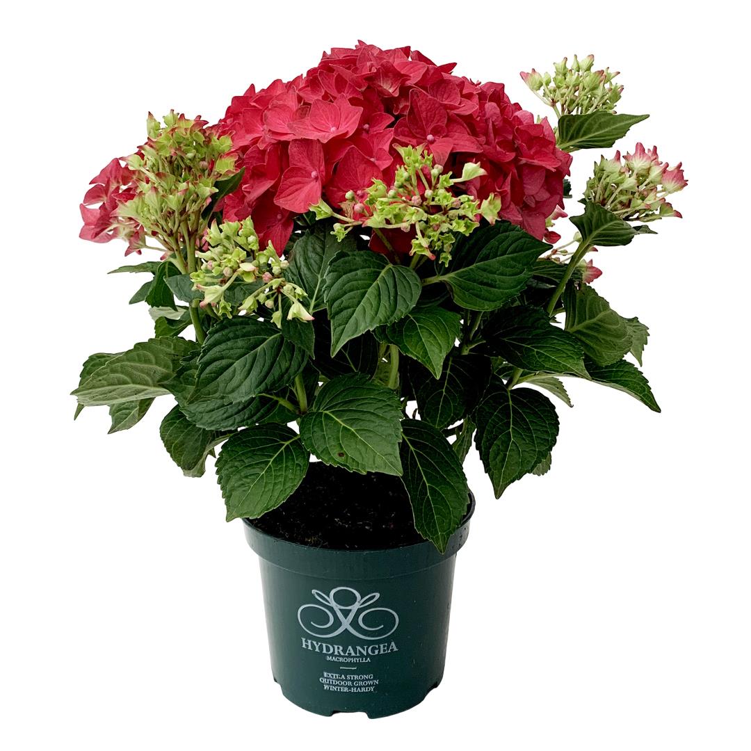 Hydrangea Vermelho – Vaso 17