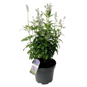 Salvia Farinacea - Vaso 17