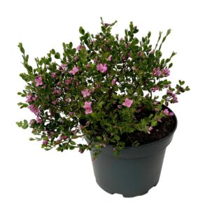 Boronia Crenulata - Vaso 19