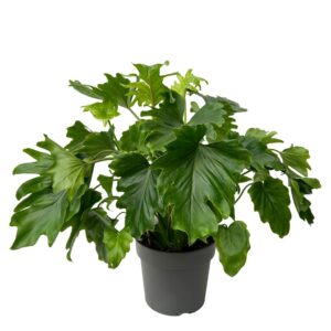 Philodendron Bipinatiphilum - Vaso 21