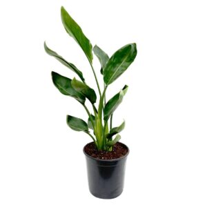 STRELITZIA REGINAE
