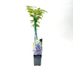 Wisteria Sin 2L