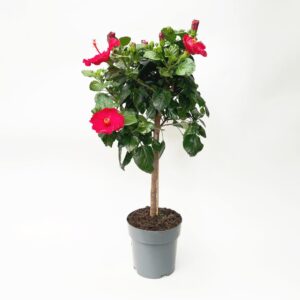 Hibiscus Rosa Vaso 23