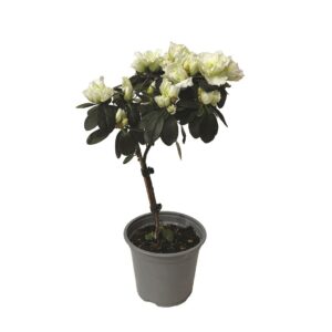 AZALEA