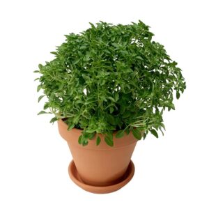 Manjerico Vaso Terracota 10.5