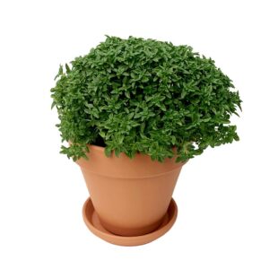 Manjerico Vaso Terracota 12