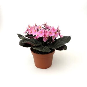 Saintpaulia spp. - rosa claro