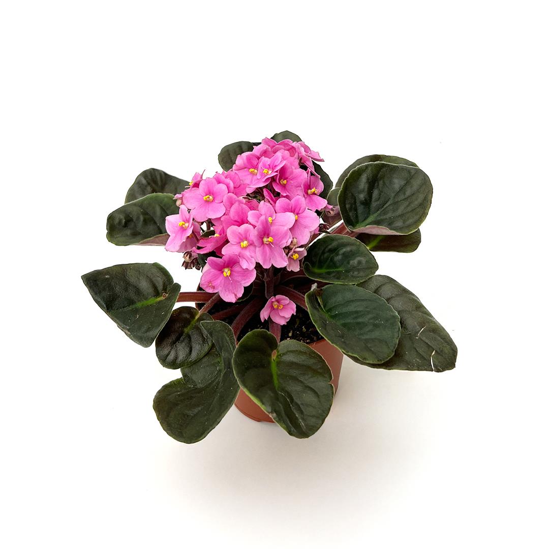 Saintpaulia spp. – rosa escuro