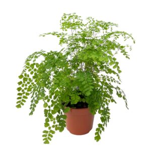 Avenca - Adianthum fragans (vaso 17cm)