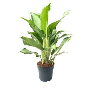 Aglaonema, Lírio da China variegado - Aglaonema 'Cleopatra' (vaso 21cm)