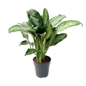 Aglaonema, Sempre Verde Chinês - Aglaonema 'Jubilee' (vaso 14cm)