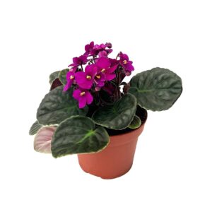 Saintpaulia spp. - roxa