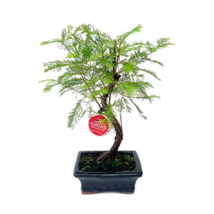 Bonsai Metasequóia 7 anos - Metasequoia glyptostroboides