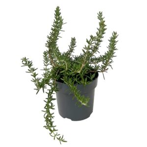 Alecrim rasteiro - Rosmarinus officinalis prostratus (vaso 14cm)