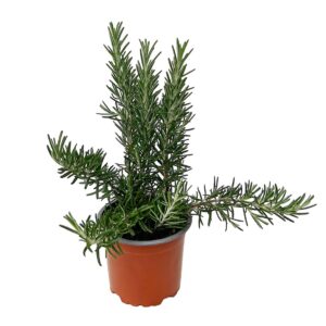Alecrim rasteiro - Rosmarinus officinalis prostratus (vaso 10,5cm)