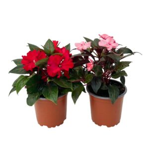 Maria sem Vergonha - Impatiens New Guinea (1und, vaso 10,5cm)
