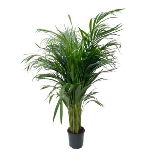 Dypsis Lutescens (Areca) - Vase 21
