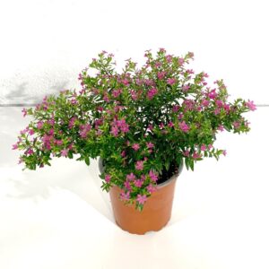 Cuphea - Cuphea hyssopifolia (12cm pot)