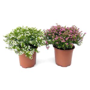 Cuféia - Cuphea hyssopifolia (1 und, vaso 17cm)