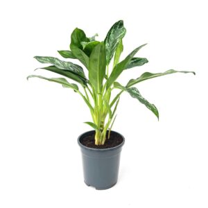 Aglaonema, Café de Salão - Aglaonema (vaso 17cm)