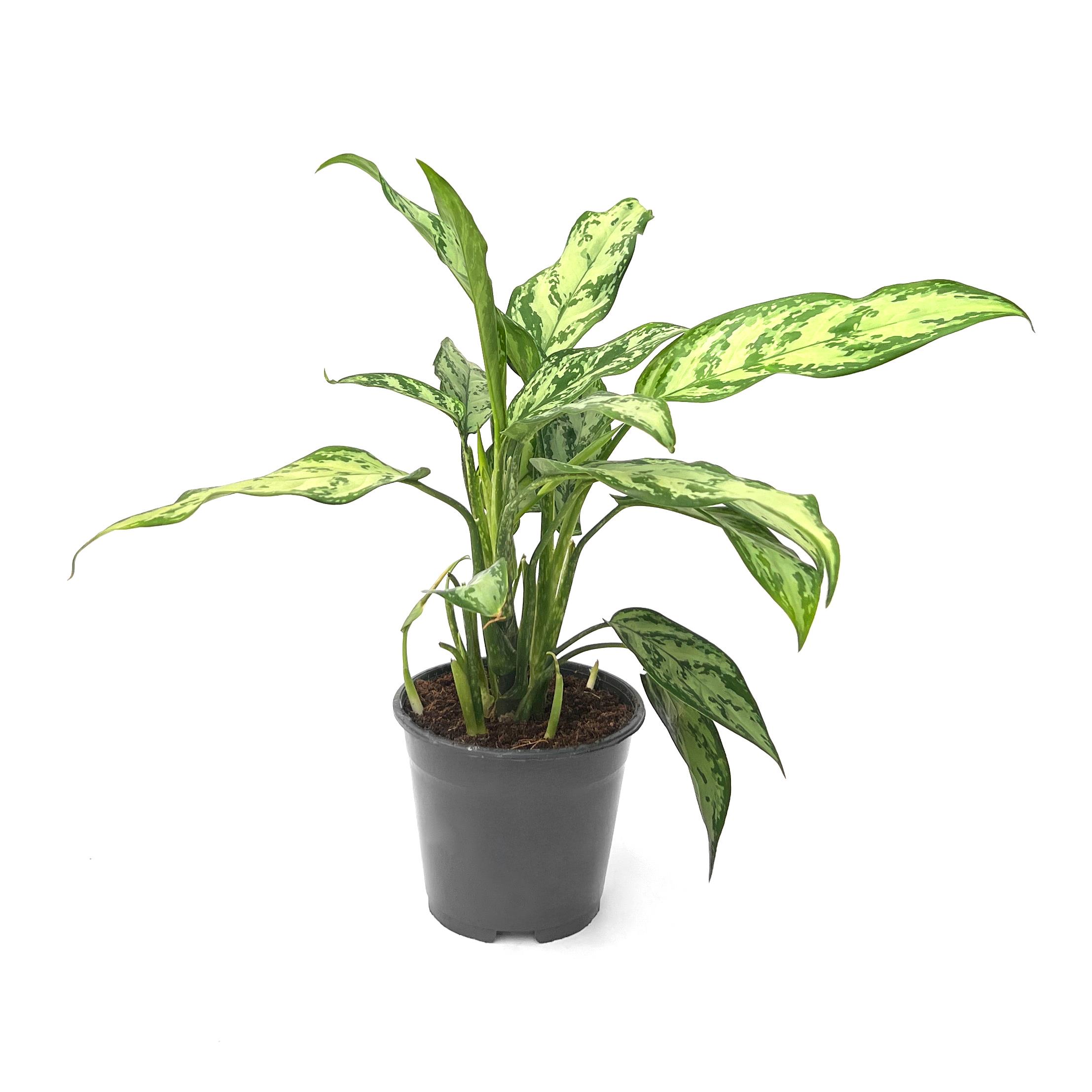 Aglaonema Prata – Aglaonema commutatum ‘Silver Queen’ (vaso 14cm)