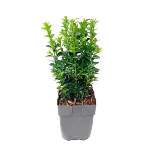 Buxinho - Buxus sempervirens (vaso 13cm)