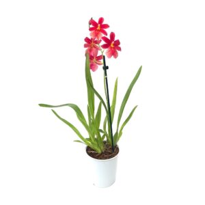 Orquídea Cambria - Oncidium, Odontoglossum, Odontocidium mix (vaso 12cm)