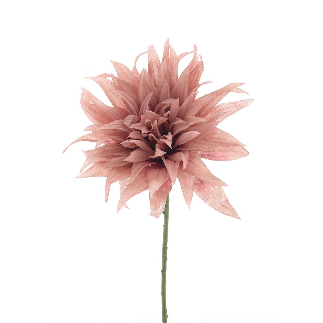 Dália Texas rosa (70cm altura)