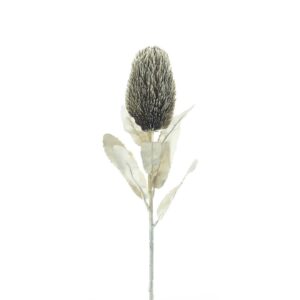 Protea champanhe (65cm altura)