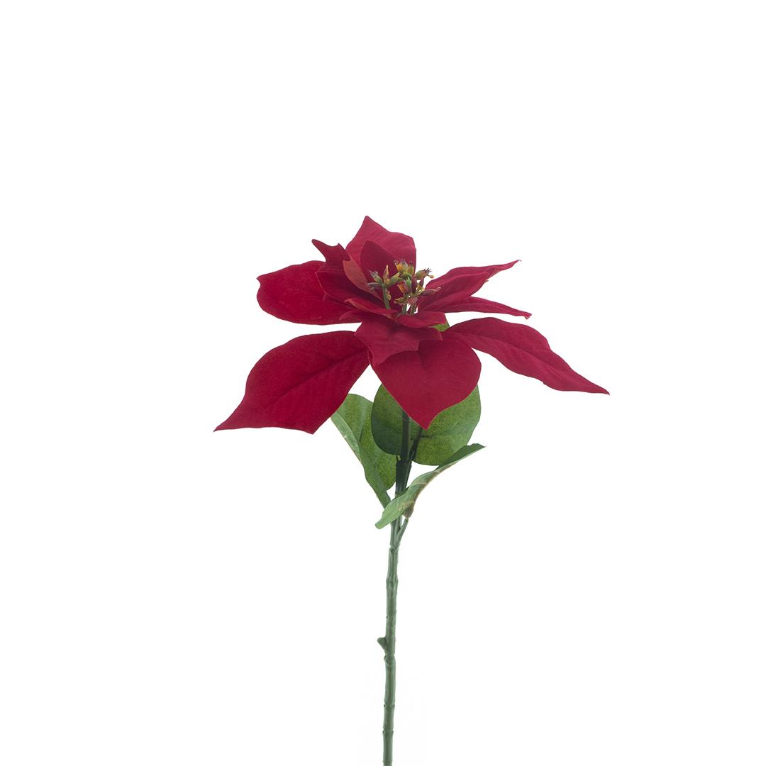 Estrela de Natal/Poinsettia vermelha (60cm altura)