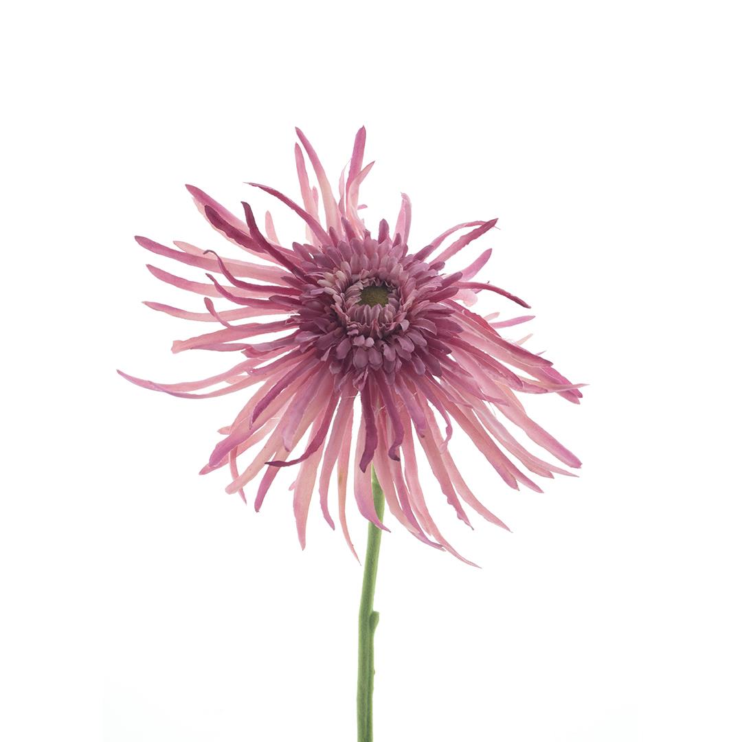 Crisântemo rosa (61cm altura)