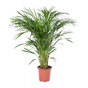 Palmeira Areca - Dypsis Lutescens (vaso 17cm)