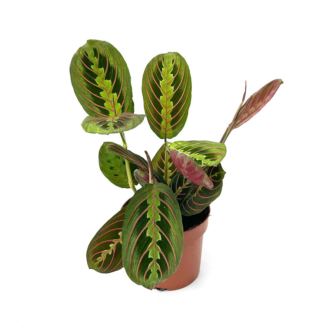 Maranta Tricolor – Maranta leuconeura ‘fascinator tricolor’ (vaso 12cm)