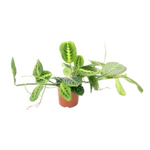 Maranta Lemon Lime - Maranta leuconeura ‘lemon lime’ (vaso 12cm)