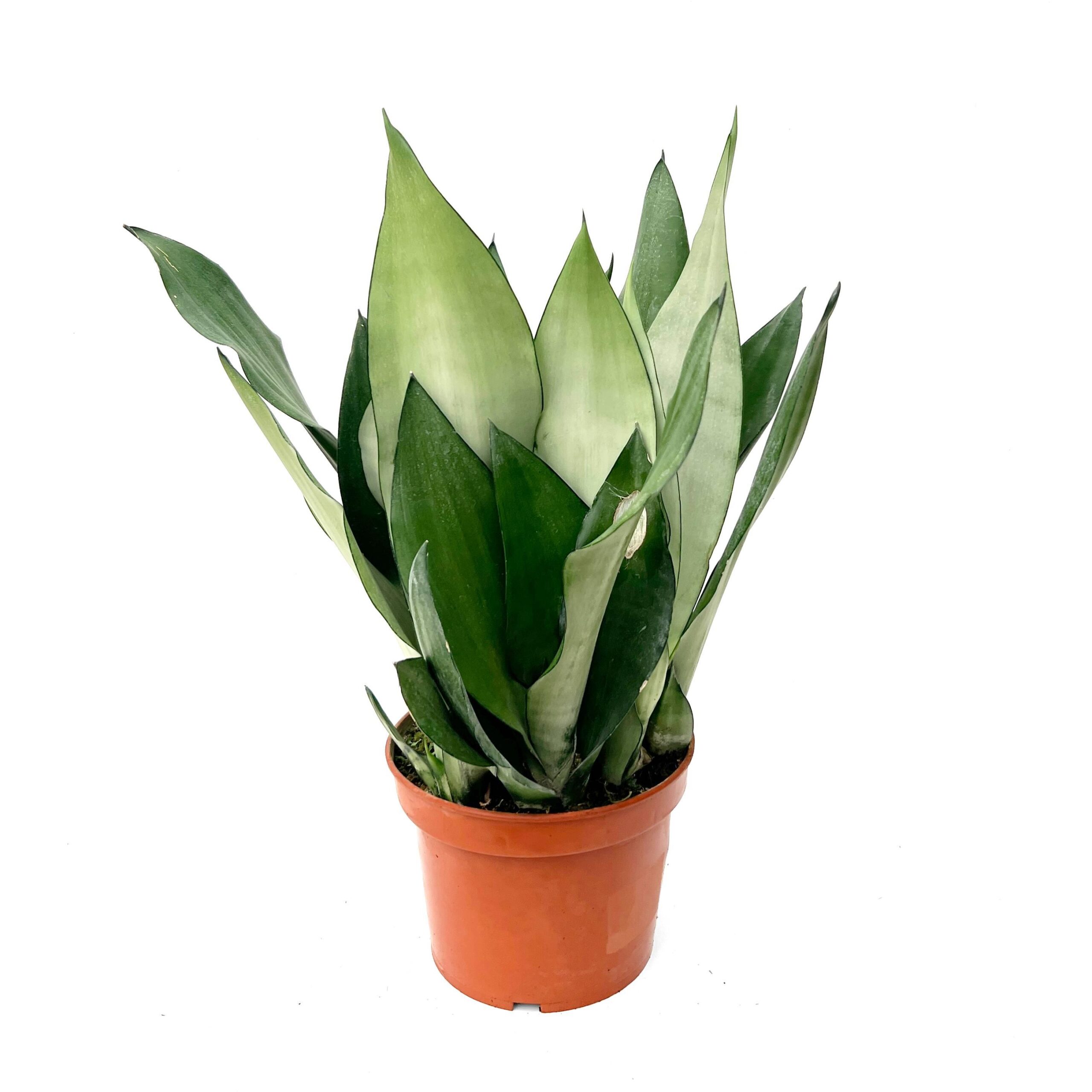 Espada Prateada – Sansevieria trifasciata ‘Moonshine’ (vaso 14cm)