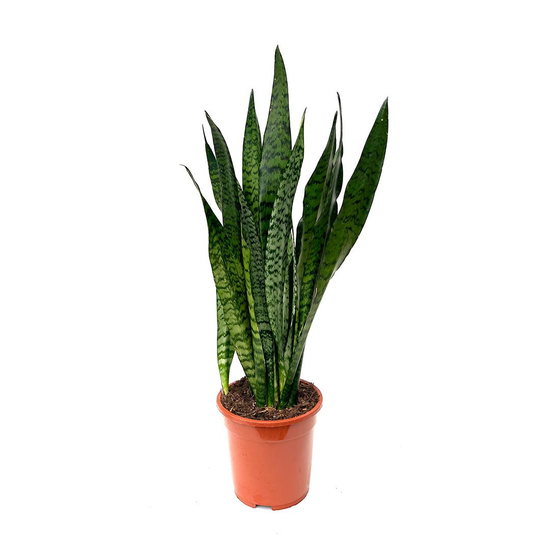 Espada de S. Jorge – Sansevieria Zeylanica (vaso 19cm)