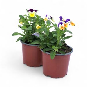 Pansy - Viola cornuta (1 unit, 10.5cm pot)
