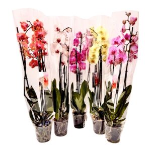 Orquídea Borboleta - Phalaenopsis hybrids (vaso 12cm)