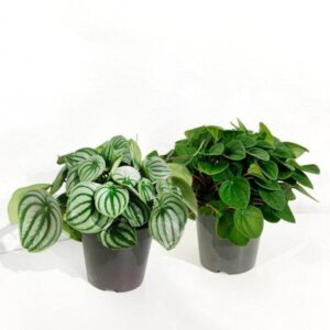 Peperómia - Peperomia argyreia/Peperomia argyreia 'Watermelon' (1 und, vaso17cm)