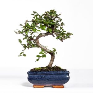 Bonsai Ulmeiro 5 anos -