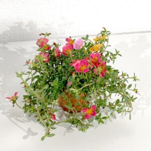 Beldroega Florida - Portulaca umbraticola (vaso 10,5cm)