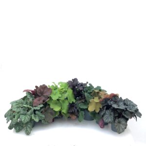 Sinos de Coral - Heuchera sp. (1und, vaso 12cm)