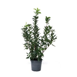Medronheiro - Arbutus unedo (vaso 21cm)