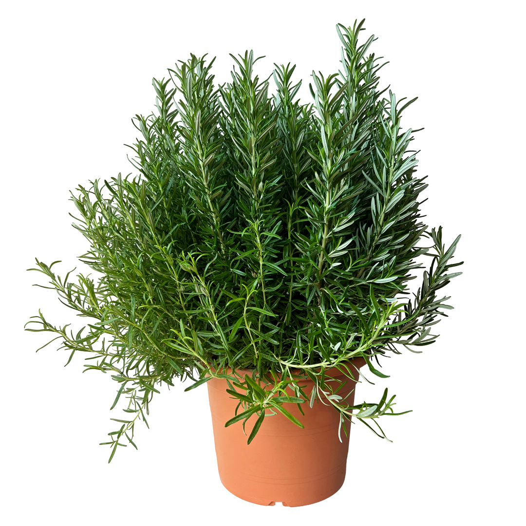 Plantas Exterior Horto Do Campo Grande plantas-exterior-horto-do-campo-grande