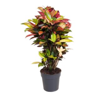 Cróton - Codiaeum variegatum 'Petra' (vaso 30cm)