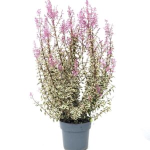 Hemizygia - Hemizygia sp (vaso 17cm)